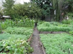 Garden-of-Youth__Bronx